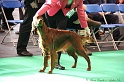 Crufts2011 056